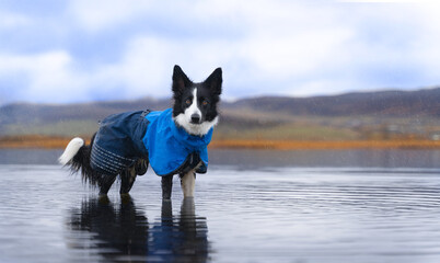  A black and white border collie in a blue raincoat stands in the light rain in a lake with mountains in the background. Dog in clothes. Walking the dog in the rain.