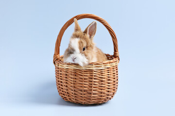 Wall Mural - Cute little rabbit in wicker basket on light blue background