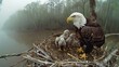 A live-streaming camera mounted on a sturdy tree branch, capturing a family of majestic bald eagles in their nest, with the parents nurturing their eaglets