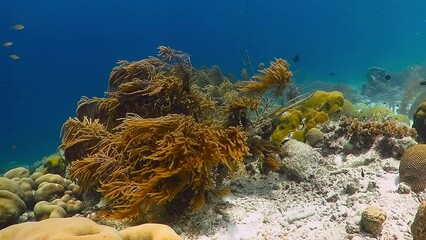 Wall Mural - Tropical reef in the shallow blue sea with sun reflections on the white sand. Colorful seascape in the ocean. Underwater video from snorkeling on the coral reef. Healthy corals and vivid marine life. 