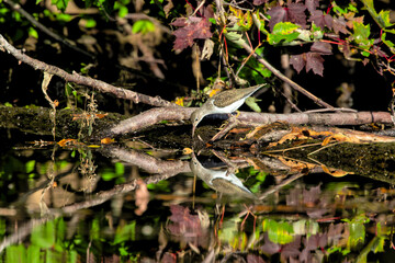 Wall Mural - The spotted sandpiper (Actitis macularius) on the marsh