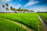 Fototapeta Sypialnia - Rural Indian scene - rice paddy field and palms. Tamil Nadu, India
