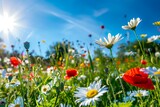 Fototapeta Nowy Jork - Wiese mit Wildblumen im Sommer mit strahlendem Sonnenschein