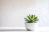 Fototapeta Storczyk - Small indoor succulent plant in white pot isolated