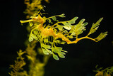 Fototapeta Do pokoju - Leafy Seadragon Phycodurus eques or Glauert's seadragon marine fish underwater