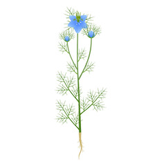 Wall Mural - Nigella damask plant with flowers and roots on a white background..eps