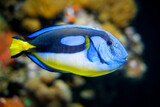 Fototapeta Do pokoju - Blue palette surgeonfish Paracanthurus hepatus aka blue tang underwater in sea