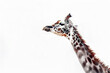 A proud giraffe, neck elongated, stretches its front legs toward the sky. Its spots form abstract patterns against the white canvas.