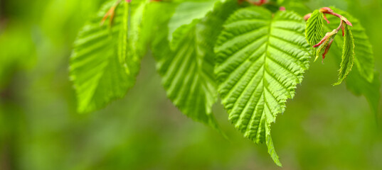 Wall Mural - Leafy Delight: Lush Young Hornbeam Leaves in Natural Setting