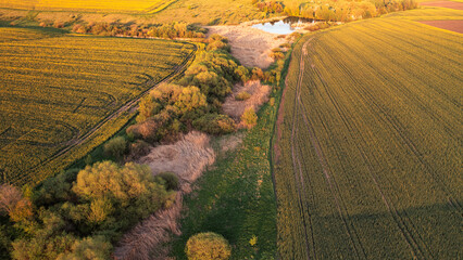 Wall Mural - Aerial Majesty: Grandeur of Rippling Golden Fields from Above