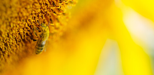 Sticker - Bee Gathering Nectar on Sunflower Blossom: Nature's Harmony