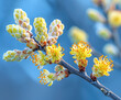Blooming buds on a tree branch in spring against the sky
