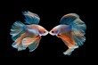 Two electric blue betta fish are facing each other in an artistic display, set against a dark background resembling wings on a bird