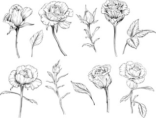 Wall Mural - Roses floral botanical flowers. Wild spring leaf wildflowers isolated. Black and white engraved ink art. Isolated rose illustration element on white background.