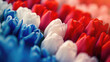 Rows of red, white, and blue tulips in soft focus, reminiscent of the Netherlands flag.