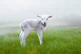 Fototapeta Pokój dzieciecy - Single lamb on the grass at the farm in springtime