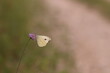 una farfalla cavolaia minore su un fiore di scabiosa