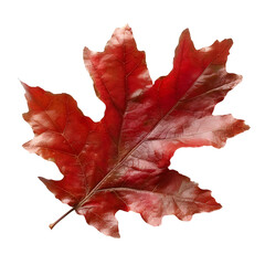 Wall Mural - Red autumn leaf oak isolated on white and transparent background 