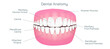 Dental anatomy and physiology. Brightening and whitening of teeth. Types of teeth cross section. Dental clinic and dental health vector illustration. Structure of human tooth alignment.