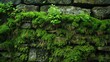 A lush green moss covered stone wall. The moss is growing in between the cracks of the stones and is thriving in the damp conditions.