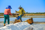 Fototapeta Londyn - Women are harvesting salt in Can Gio district, a suburban district of Ho Chi Minh City, Vietnam.