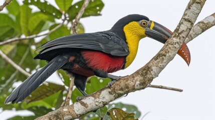 Wall Mural - a colorful bird sitting on top of a tree branch next to a green leaf filled tree filled with lots of leaves.