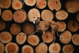 Fototapeta Psy - Chart angielski whippet stoi na wyciętych drzewach