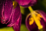 Fototapeta Tulipany - Tulipany makro
