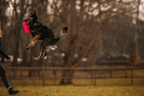 Fototapeta Psy - Owczarek staroniemiecki skacze i łapie frisbee na brązowym leśnym tle