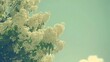 a tree filled with lots of white flowers on top of a green grass covered field with a blue sky in the background.