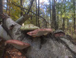 mushrooms in the forest (Piptoporus betulinus)