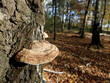 mushrooms in the forest (Fomes fomentarius)