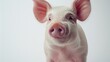 A small pig looking directly at the camera, suitable for various projects