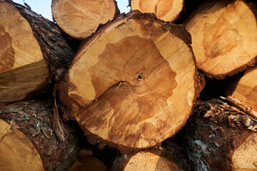 A large thick old sawn pine trunk, the end of the cut, many annual rings on the cut. The throat rings of a pine tree that is over a hundred years old.