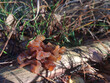 mushrooms in the forest (Phaeotremella foliacea)