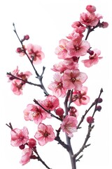 Poster - Detailed view of a plant with pink flowers, perfect for botanical projects