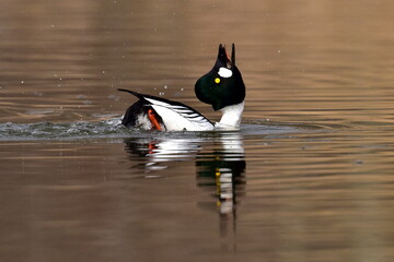 Wall Mural - COMMON GOLDENEYE