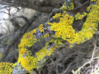 Wall Mural - Close-up of yellow-green lichen Xanthoria parietina  on tree branches in the forest