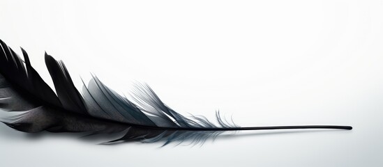 Poster - Black feather on white surface