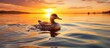 Duck swimming water sunset