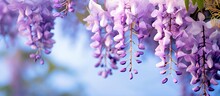 Purple flowers dangle from tree under blue sky