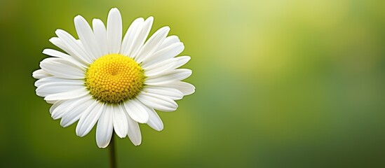 Canvas Print - A white flower with a yellow center close up