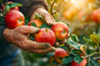 Sunny Harvest: Capturing the Hands of a Farmer Picking Apples in the Garden