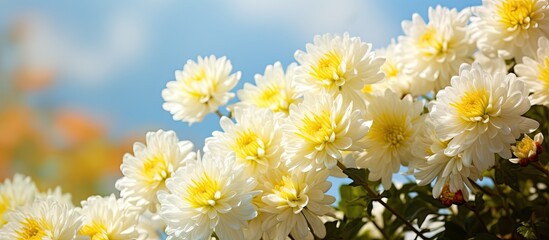 Sticker - White flowers with yellow centers on a bush