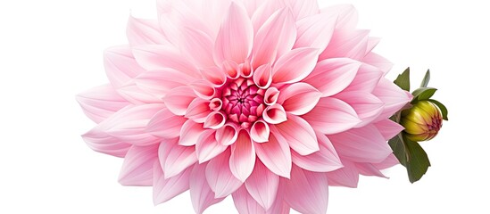 Sticker - Pink dahlia georgina on white surface