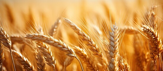 Wall Mural - Field of ripening wheat ready for harvest