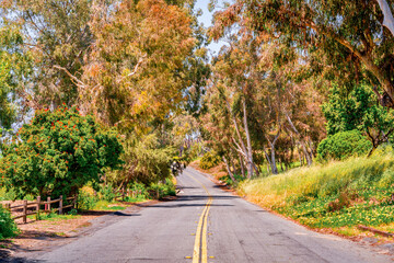 Wall Mural - beautiful roads