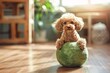 a dog sitting on a ball