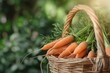 © MH - Wicker basket with fresh carrots closeup, basket full with carrots closeup, carrots in the basket, fresh carrot in the basket closeup, carrot, healthy vegetable, healthy food