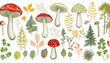 Hand drawn mushrooms and leaves. Autumn botanical forest plants, tree foliage on white. Flat lay